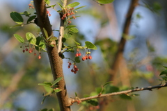 Phyllanthus reticulatus